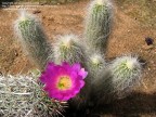 Echinocereus delaetii