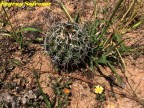 Coryphantha difficilis  RUS-512, Ejido El Amparo, Coah