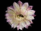 Echinopsis hybrid   Div 319 Intensiv   X   High Noon