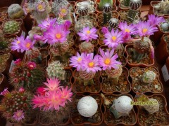 Mammillaria goldii