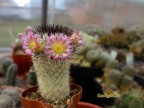 Mammillaria microheliopsis