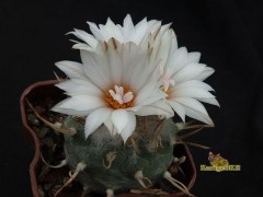 Turbinicarpus macrochele RS 283 Guerrero SLP 