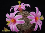 Mammillaria blossfeldiana  SB1854, Sta Rosalilito, BCS