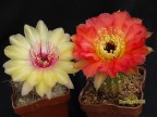   Echinopsis hybrid Колибри(Wessner 2004-2) X  Ясно солнышко 