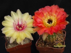 Echinopsis hybrid  Колибри(Wessner 2004-2)  X  Ясно солнышко 