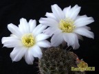 Echinopsis (Lobivia ) aurea v. albiflora