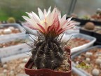 Pyrrhocactus simulans  RUS-256, Chile, Trapiche-Choros Bajos