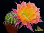 Echinopsis hybrid    'Wessner 2002-17'    X   'Arabesque'