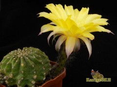 Echinopsis hybrid   'Maas Gelb'    X   'Creme'