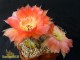 Echinopsis hybrid verschiedene Farben, differnt colours