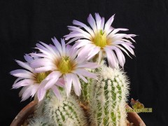 Echinocereus albispinus SB 211 Oklahoma