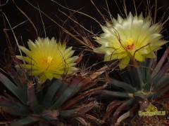 Leuchtenbergia principis 