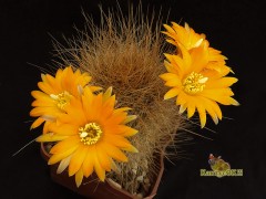 Rebutia einsteinii 'atrospinosa' WR 163 (Cachinal, 4100m, Arg)