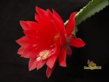 Купить семена Epiphyllum