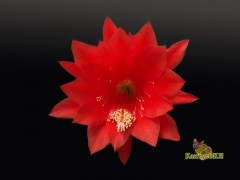 Epiphyllum hybrid