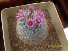 Mammillaria bombycina Coahuila 
