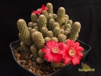 Rebutia sp. RB-60 (Mediolobivia)