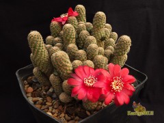 Rebutia sp. RB-60  (Mediolobivia)