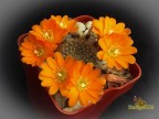 Rebutia walteri