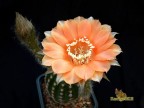 Echinopsis hybrid  'Marigold'  