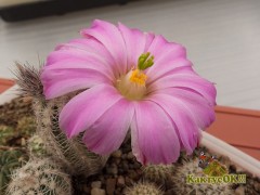 Echinocereus metorni Sra Mojada, Coah