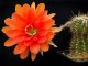 Echinopsis hybrid   Ясно солнышко   X   Terpsichore