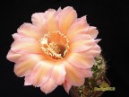 Echinopsis hybrid  Prometheus   X  Intensiv