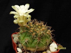 Gymnocalycium hamatum Habitat VoS 08-349