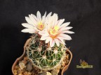 Echinofossulocactus hookeri 