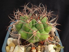 Gymnocalycium saglionis VG-671, Sa de La Punta Negra, La Rioja, 580m