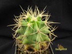 Ferocactus glaucescens