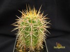 Trichocereus chilensis  RUS  193Chile  