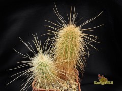 Echinocereus rayonensis