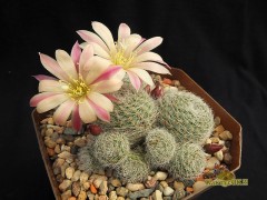 Rebutia hybr. ‘Sunrise’ 