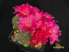 Sulcorebutia losenickyana FR946A