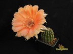 Echinopsis hybrid  'Marigold' X 'Madeira'