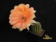 Echinopsis hybrid Madame Pele  X   Marigold