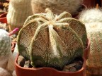 Astrophytum capricorne f.stachellos