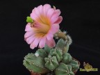 Echinocereus scheeri ssp. gentryi