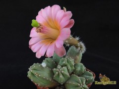 Echinocereus scheeri ssp. gentryi - Bl. lang, rosa, abends oeffnend