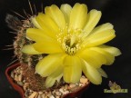 Echinopsis hybrid   E.aurea   X   Tuffet