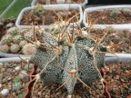 Astrophytum ornatum v.mirbellii 