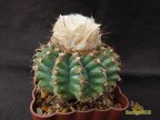 Discocactus bahiensis ssp.subviridigriseus