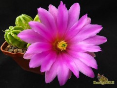 Echinocereus morricalii SB 940 Monterey NL - vel.červ.květ, beztrnný