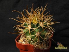 Ferocactus chrysacanthus - Cedros, B.C.