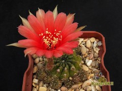 Lobivia arachnacantha 'red flover'