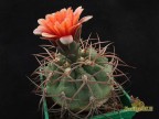 Gymnocalycium carminanthum STO 366