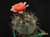 Купить семена Gymnocalycium