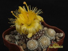 Copiapoa laui 