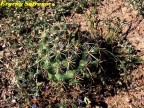 Coryphantha durangensis  RUS 413,  Durango